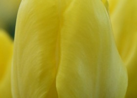 Tulipa Cadenza ® (3)